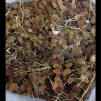 کشمش درگز