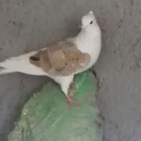 کبوتر نر وماده