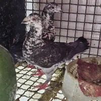 کبوتربزک میلیمنزجوگی افشون دم سیاه سوسکی