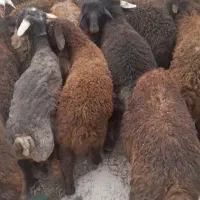 بره نر