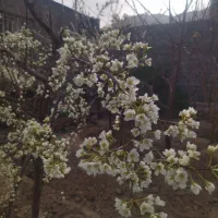 خانه باغ سانیج