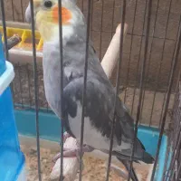 عروس هلندی نر