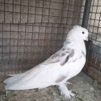 تعداد ۱۳ کبوتر هما شازده سرور ابلغ کاکلی پاپر