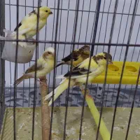 تعدادی جوانه قناری