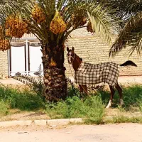 اسب|اسب و تجهیزات اسب‌سواری|کارون, |دیوار