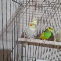 عروس، عروس هلندی
