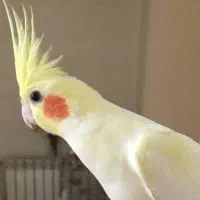 ۴ ماهه