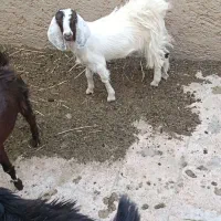 سه عدد کهره جملی در خونه ای