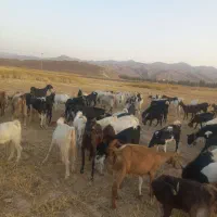 فروش دام