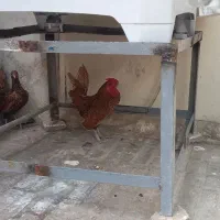 مرغ وخروس سبرایت
