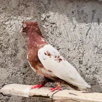 کبوتر خوشگل و پرشی