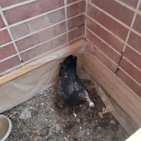 اردک|پرنده|اصفهان, جاوان|دیوار