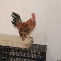 فوری خروس یوسل اصل
