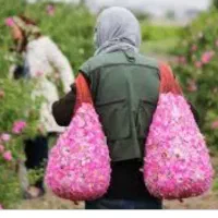 گل محمدی|عمده‌فروشی|ماکو, |دیوار