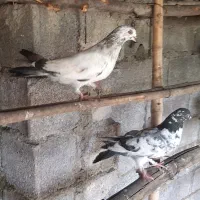پنج طوق کبوتر پروازی