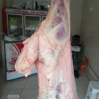 گوشت گوسفندی درجه یک جهت رستوران ها