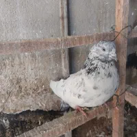 5تا|پرنده|ملارد, |دیوار