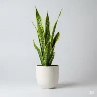 تعویض خاک و خدمات گیاهان در منزل با ضمانت