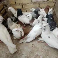 کبوتر