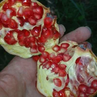 انار خندان برای فروش امروز