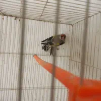 سهره