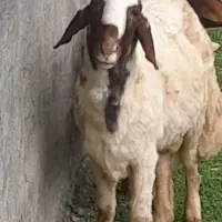 قوچ ورن سنجابی اصیل