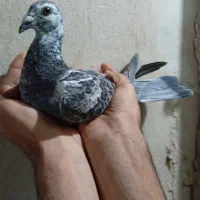 سه جوجه آلمانی