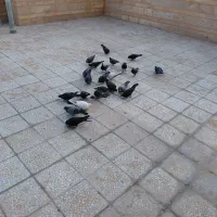 حدودا ده جفت کفتر یا کبوتر زاغ