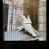 کبوتر