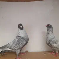 کبوتر نروماده موشی ،سینه مشهدی،ساردسپر سیا