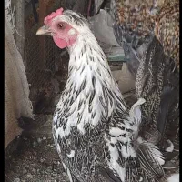 مرغ و خروس گلین تخم کن