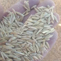 جو کردی