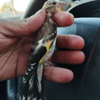 جوجه سهره کال قلمی