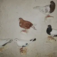 کبوتررنگی