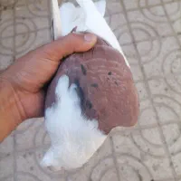 پشت سرخ خال سیاه دار مگسی ماده