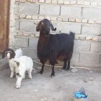 بز هیکلی وشیری با دو کعره