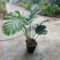 برگ انجیری مونسترا