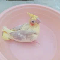 جوجه دوکت