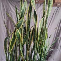 گل سانسوریا ابلغ(لب طلایی)