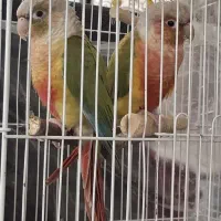فروش یک جفت گرینچیک  وعروس هلندی وطوطی مولد