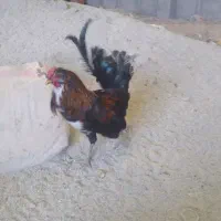 خروس بومی