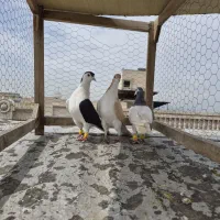 کبوتر ساده هفترنگ چپ ابلغ پولک کرباتی خال