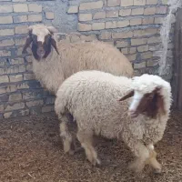 بره نر