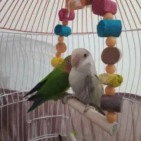 طوطی برزیلی