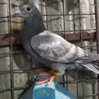 جوجه ۱ پری