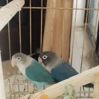 جفت طوطی برزیلی دستی