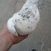 کفتر