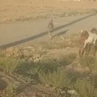 واگذاری،سگ سراب. تازه یک سالش شده