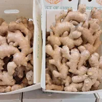 پخش عمده زنجبیل  زرد چوبه به شرط عالی بودن