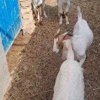 بز و کره